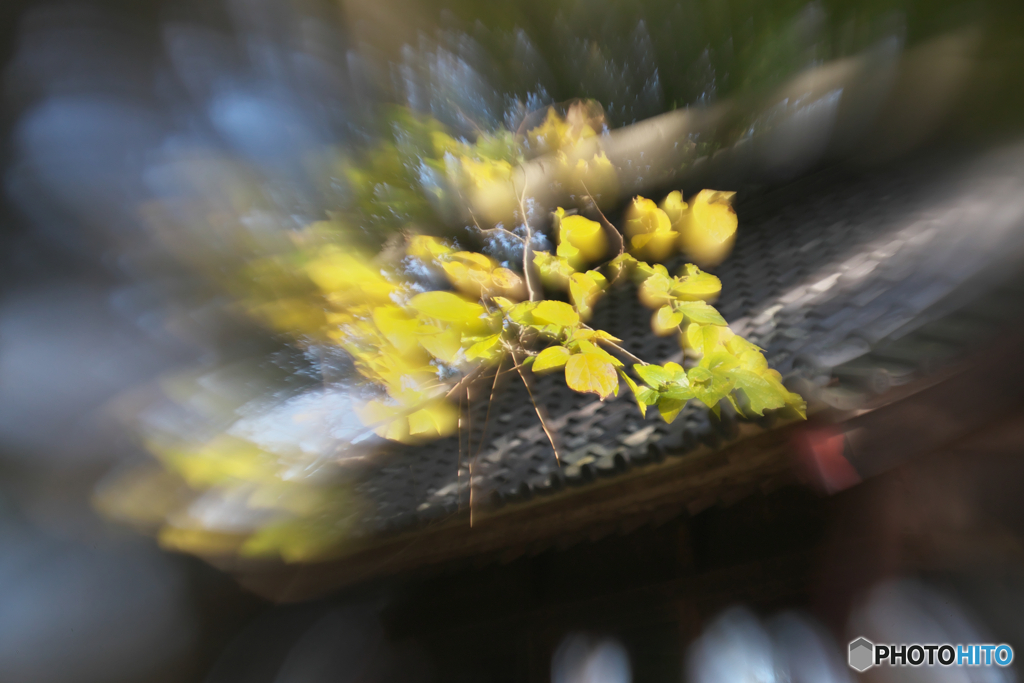 究極のレンズ遊び