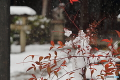 雪が降る