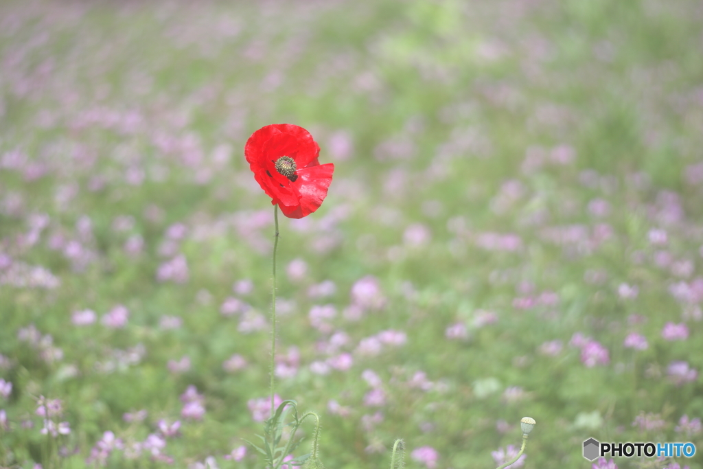 赤いポピー By 写好 Id 写真共有サイト Photohito