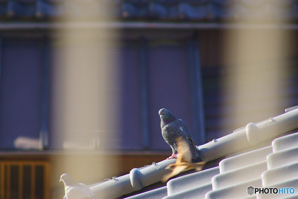 ムム、速い！！