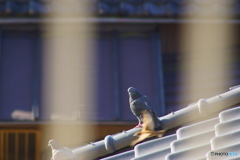 ムム、速い！！