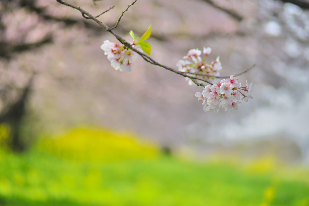 華やぐ