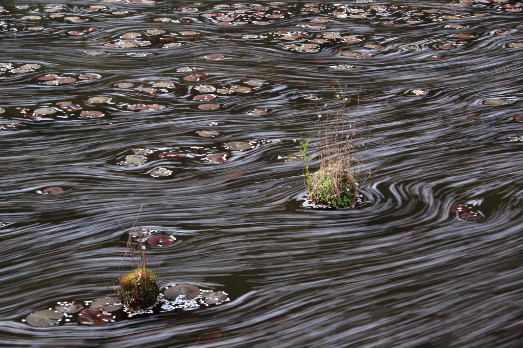 桜・流れ舞い２