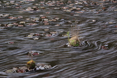 桜・流れ舞い２