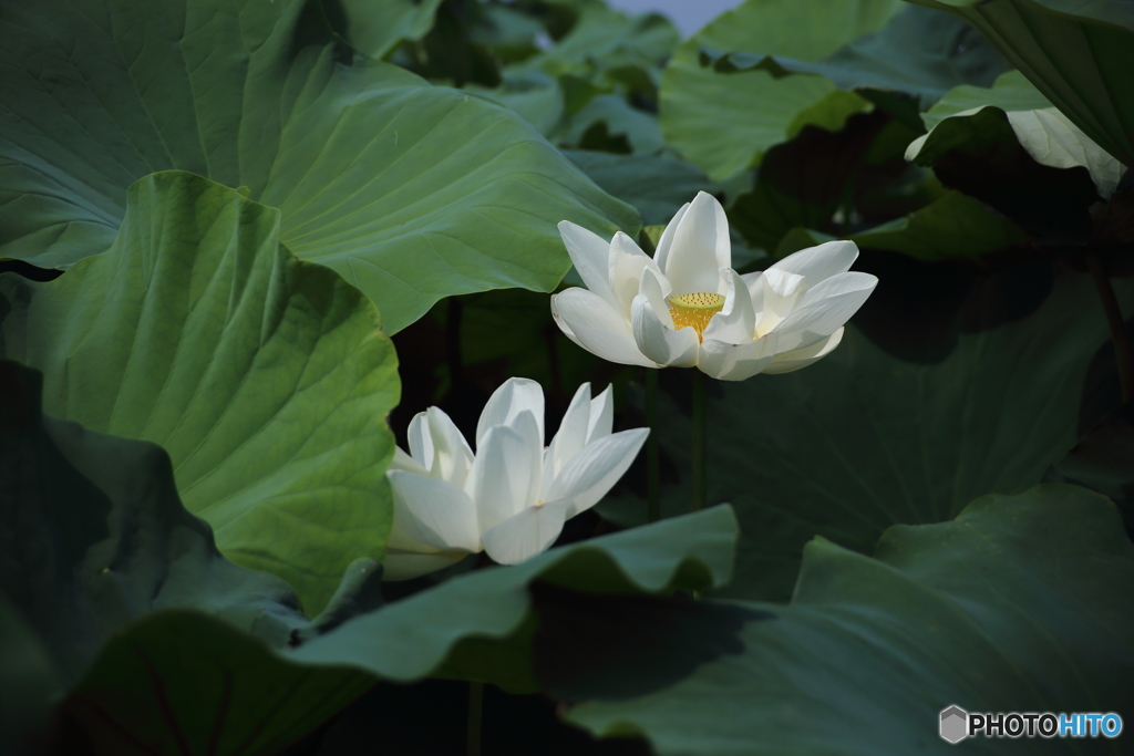 レンコンの花