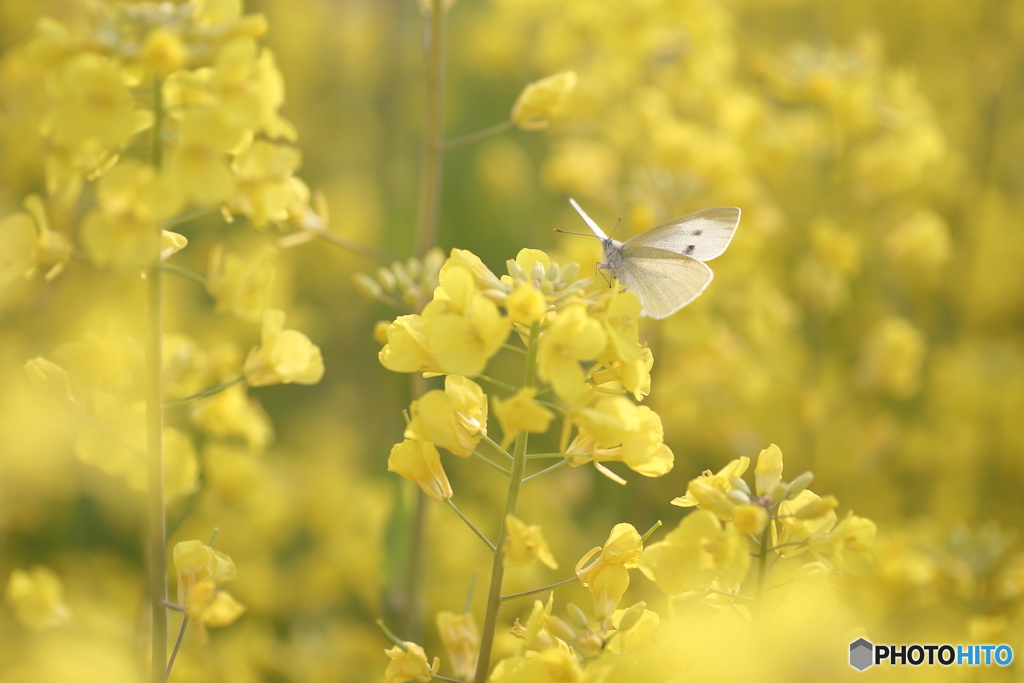 菜の花畑のモンシロチョウ