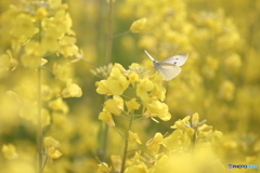 菜の花畑のモンシロチョウ