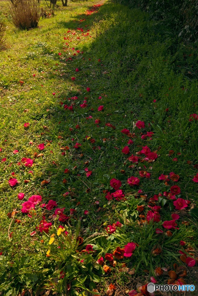 花道