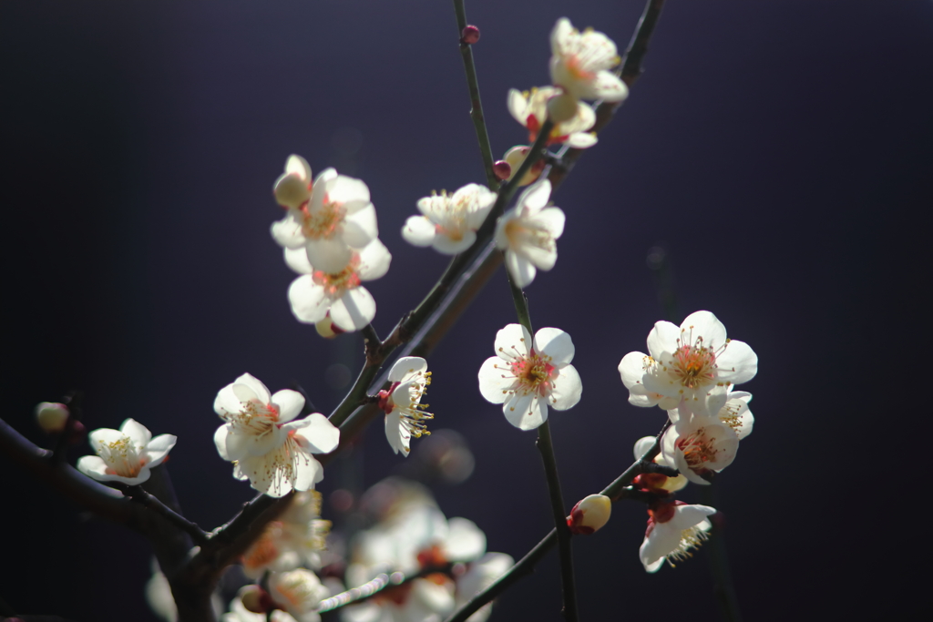 春の第一章