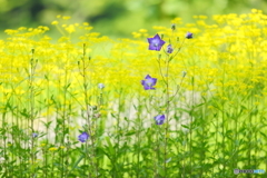 夏花コラボレーション