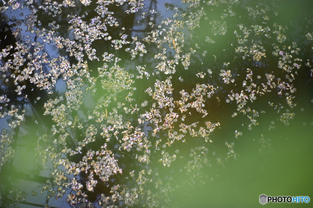 落花鎮静