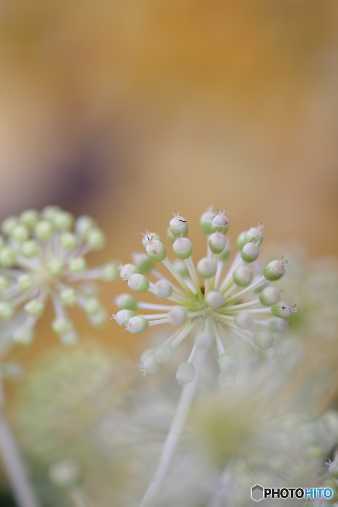 ヤツデの花