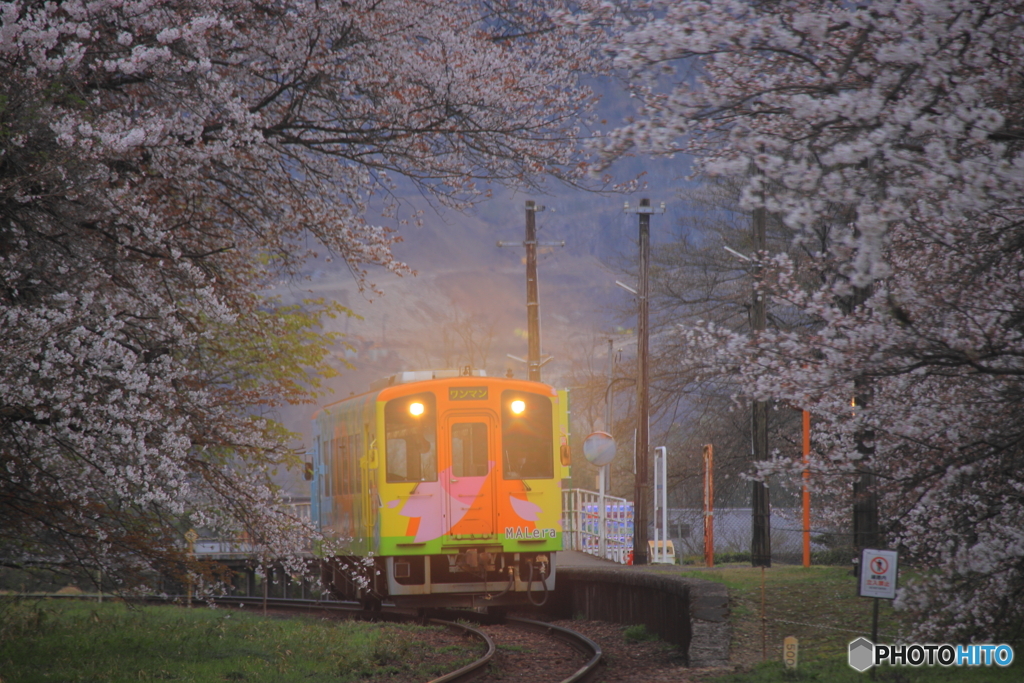 さあさあ、桜の季節です♪