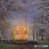 さあさあ、桜の季節です♪