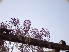 写好の藤花レポート２