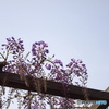 写好の藤花レポート２