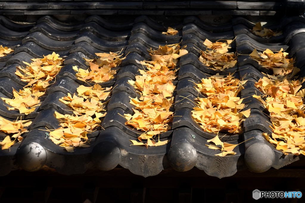 瓦屋根のイチョウ