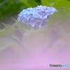 梅雨入りと紫陽花