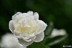 立てば芍薬