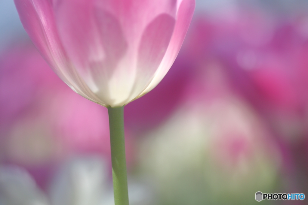 華やかな花