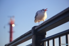 紅さすカモメ