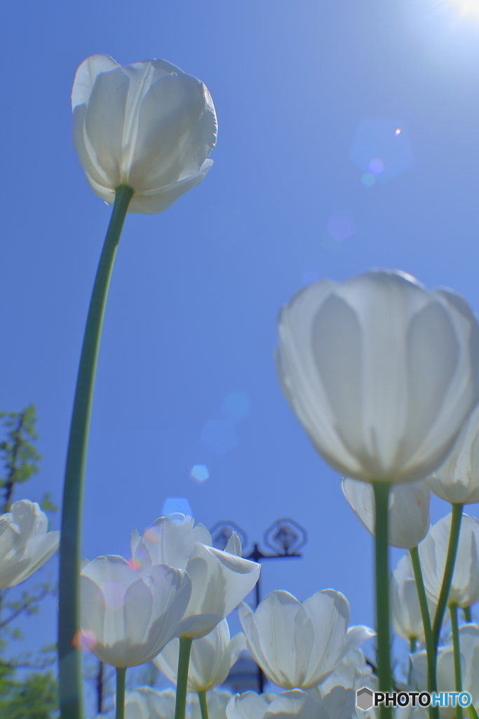 ４月の夏日