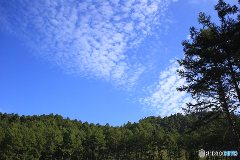 森林と秋の空