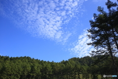 森林と秋の空