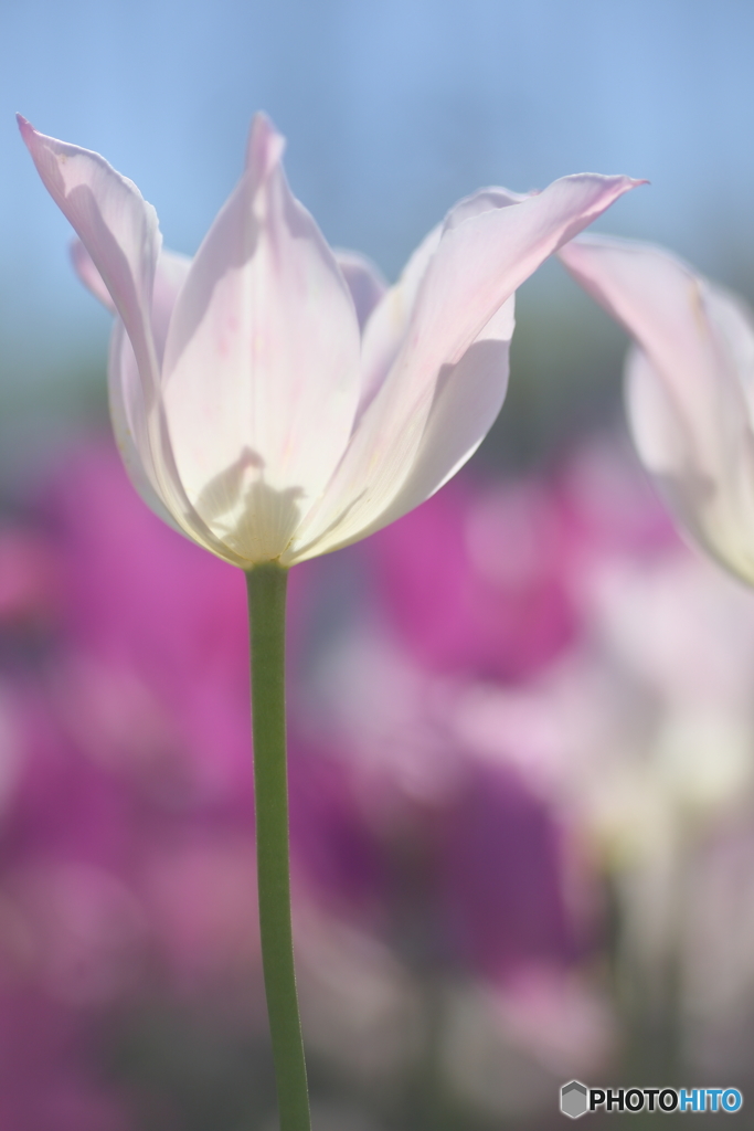 花芯の物語