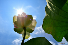 灼熱の７月