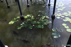 睡蓮と鯉の池