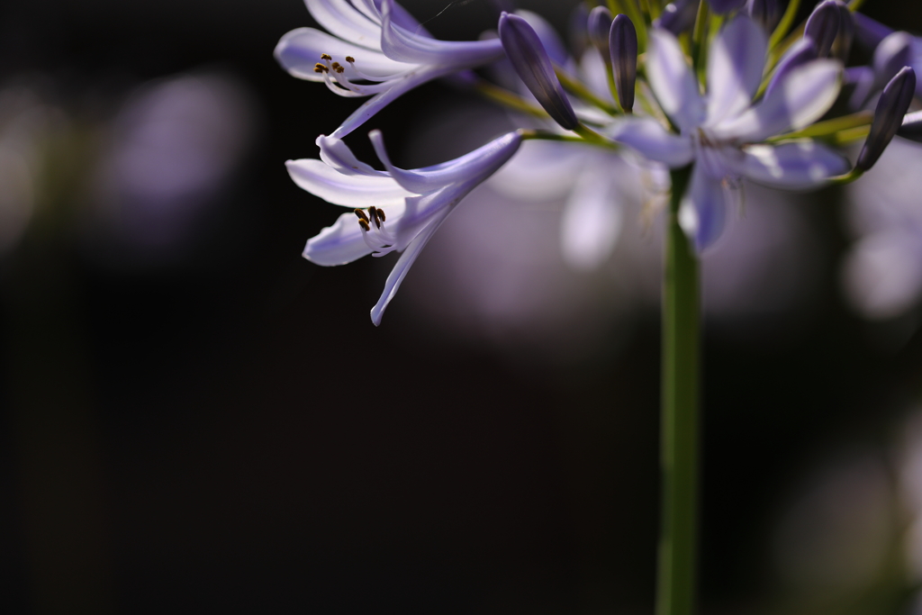 大人のアガパンサス