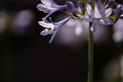 大人のアガパンサス