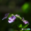 素敵な花