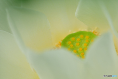 花芯を愛でる