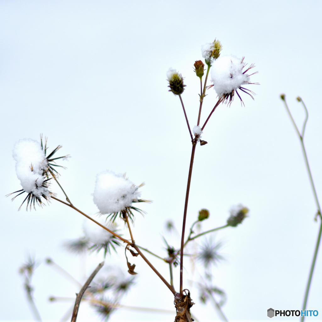 雪の花