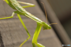 ガンを飛ばす