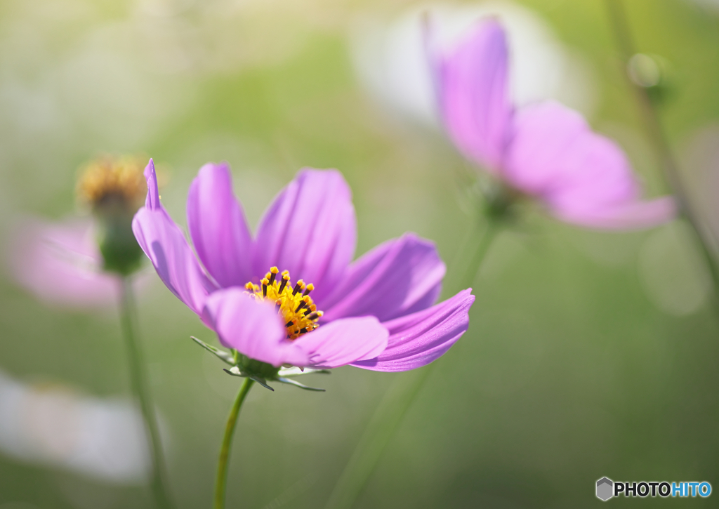 秋桜