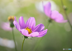 秋桜