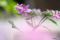 雲中紫陽花