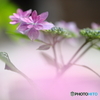 雲中紫陽花