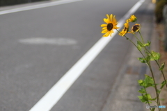 路傍の小向日葵