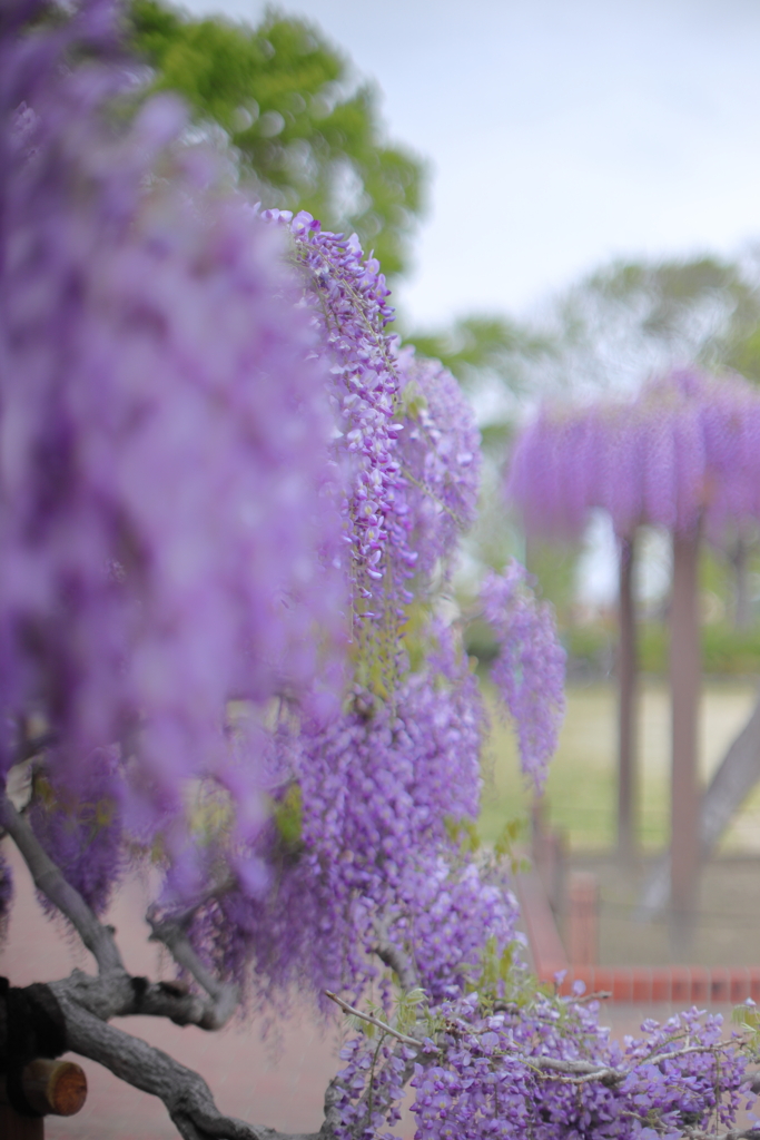 藤花開花情報