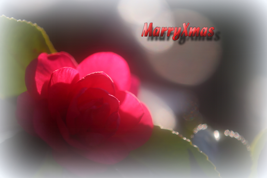 良いクリスマスでありますように♫