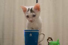 ティーカップと子猫
