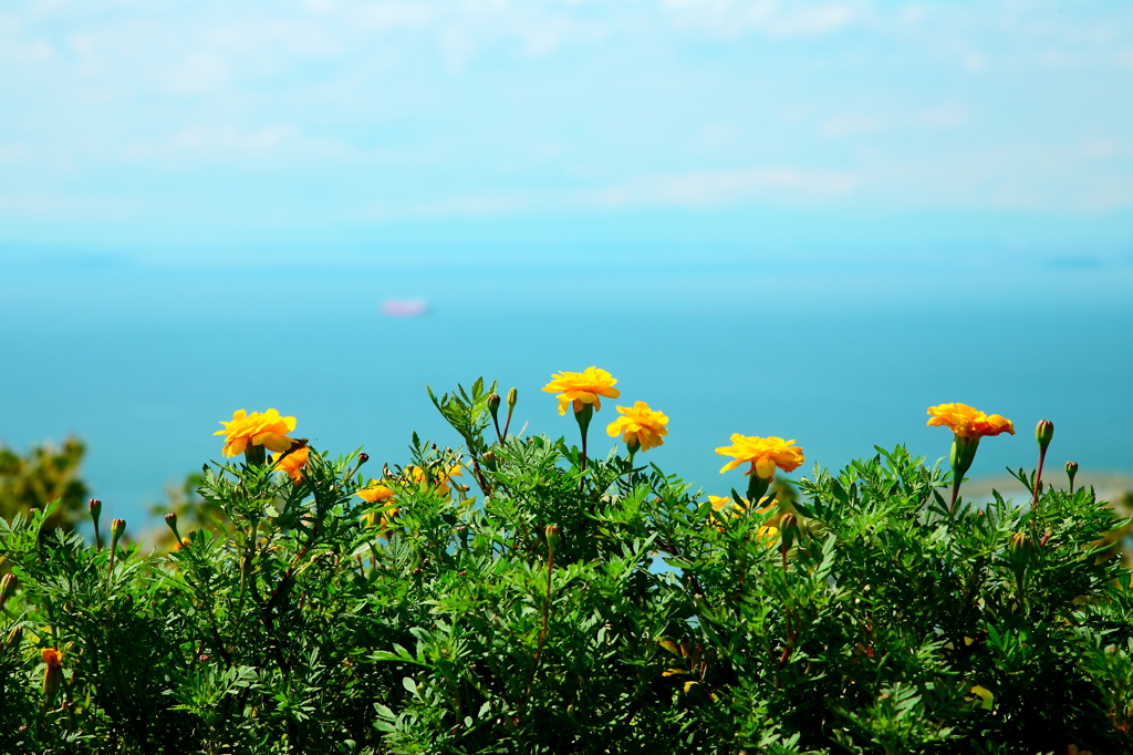 花と海