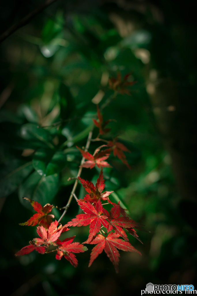 小さな紅葉