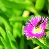 蜜をいただきます