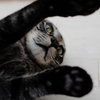 猫の手を借りる