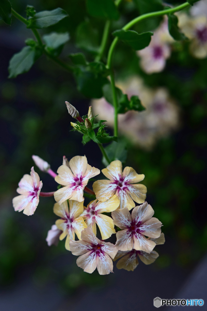 花盛り
